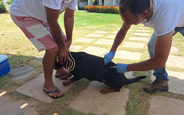 Vacinação antirrábica: Aracaju inicia nova fase e realiza Drive-Thru Pet na Sementeira 