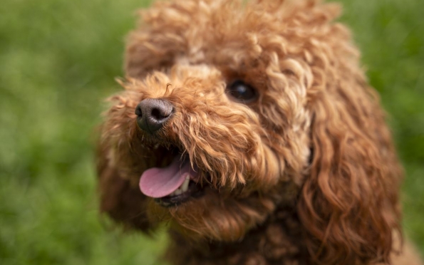 Cavoodle: raça canina volta a se popularizar e especialista faz alerta