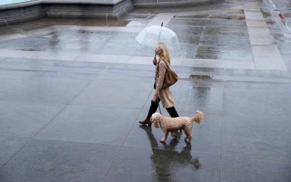 Saiba quais cuidados tomar ao passear com seu cachorro na chuva