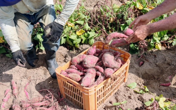 Tecnologia da agricultura regenerativa aumenta produtividade da batata-doce