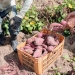 Tecnologia da agricultura regenerativa aumenta produtividade da batata-doce