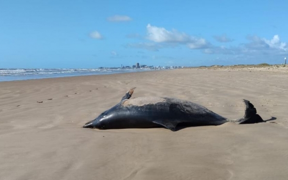 Golfinho aparece morto na Praia da Costa, na Atalaia Nova