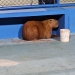 Longe de casa: capivara é encontrada em quadra na Orla de Atalaia