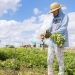 Produção agrícola cresce 11% nos perímetros irrigados de Sergipe