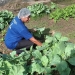 Hortas pedagógicas nas escolas de Sergipe melhoram alimentação e gera renda