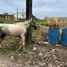 Polícia Civil recupera cavalos furtados do Centro de Zoonoses em Propriá