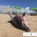 Boto-cinza é encontrado morto na Praia da Cinelândia, em Aracaju