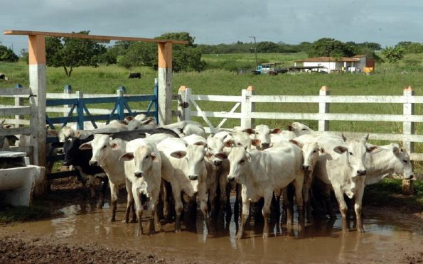 Lançamento de projeto viabiliza melhoramento genético do gado Indubrasil