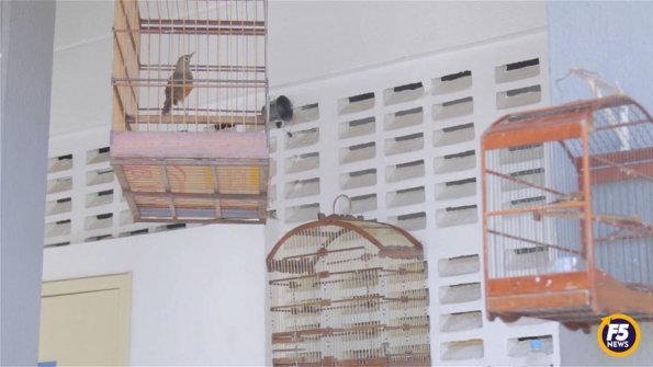 Criação de aves em cativeiro é permitida com autorização ambiental, diz SSP